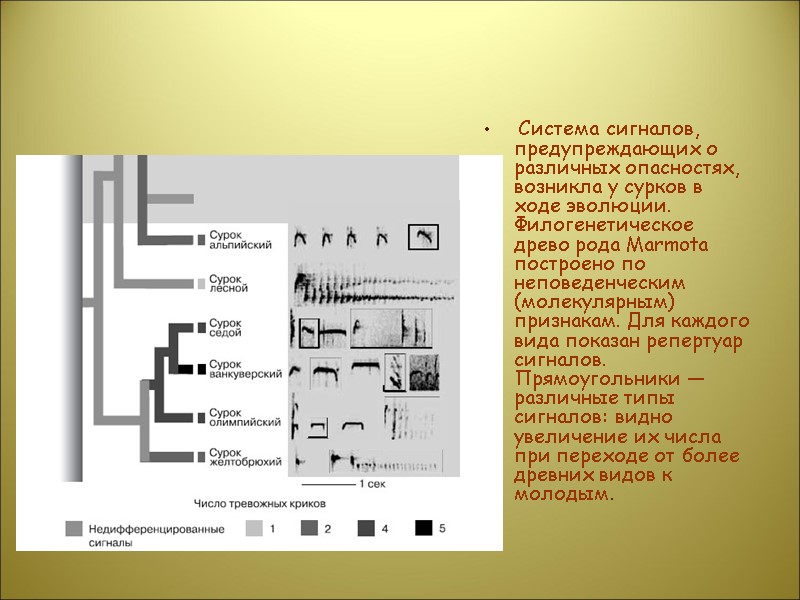 Система сигналов, предупреждающих о различных опасностях, возникла у сурков в ходе эволюции. Филогенетическое древо